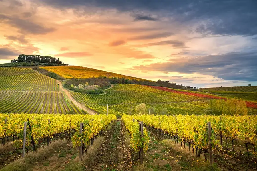 Vinhedo na região de Chianti, na Toscana, com fileiras de videiras em tons de verde, amarelo e vermelho sob um céu colorido ao entardecer.