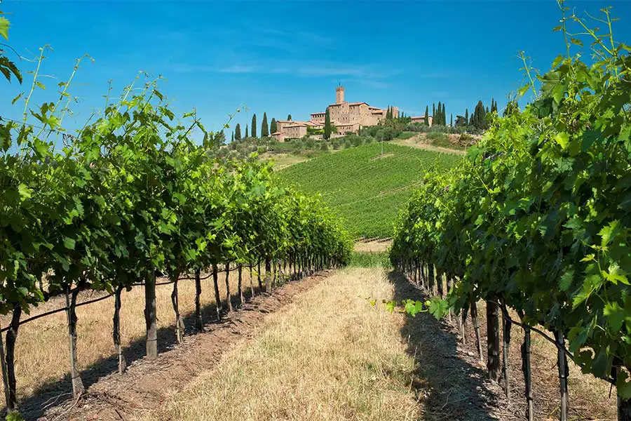 Filas de videiras verdes em um vinhedo em Montalcino, na Toscana, com uma construção histórica de pedra ao fundo sob um céu azul claro.