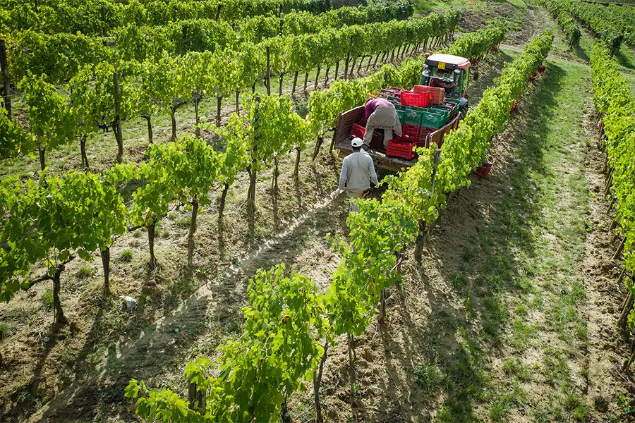 Colheita de uvas vista de cima, com trabalhadores carregando caixas em um trator entre fileiras de videiras verdes em um vinhedo na Toscana.
