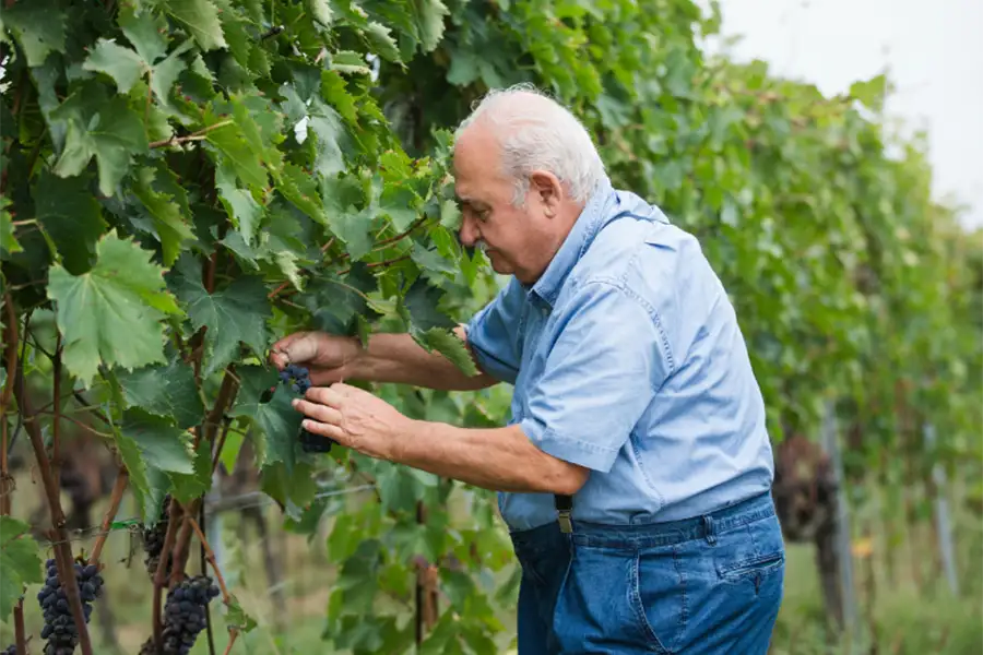Soldera colhendo uvas em um vinhedo, vestindo camisa azul e jardineira jeans, cercado por parreiras carregadas de frutos.